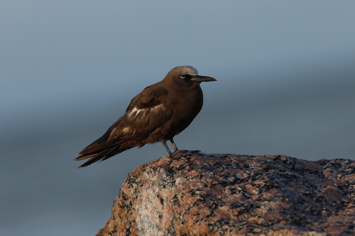 Brown Noddy - ML658082873