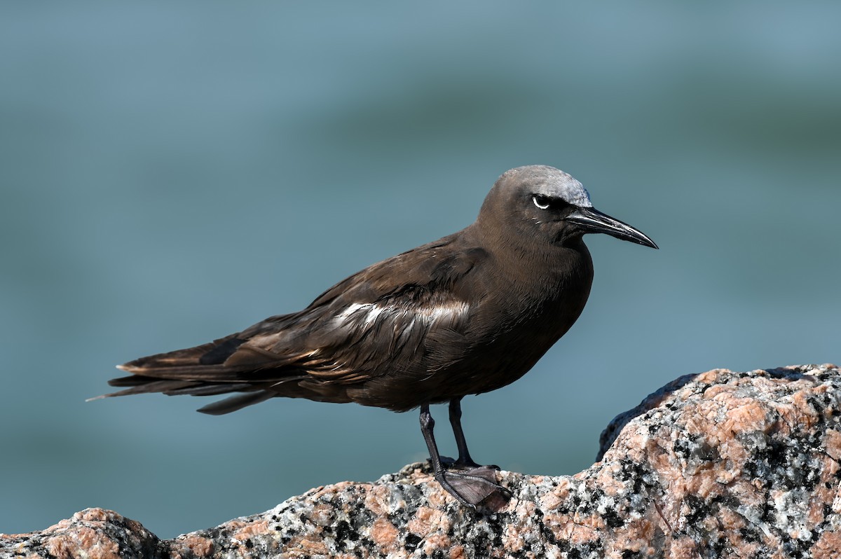 Brown Noddy - ML658083852