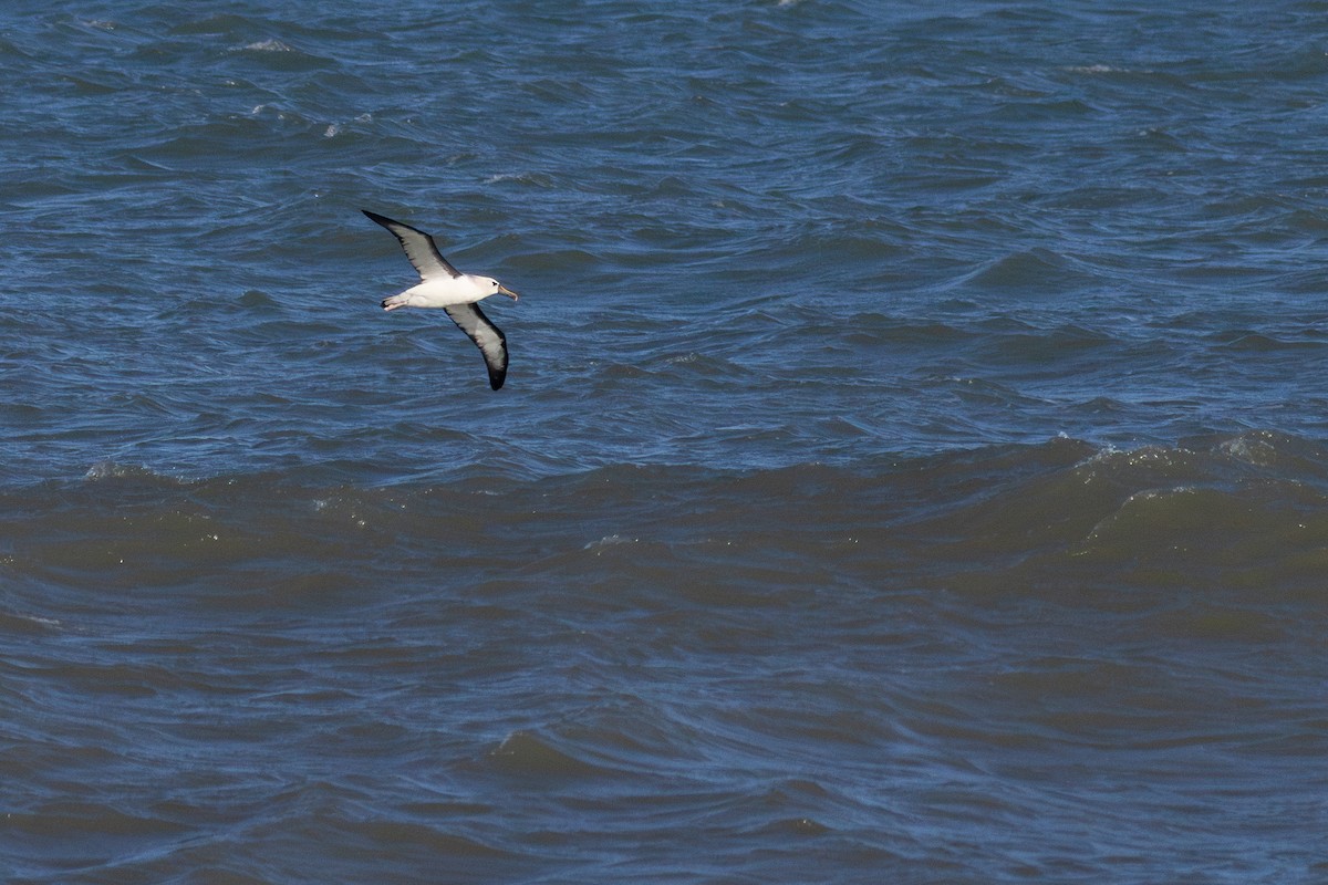 Atlantic Yellow-nosed Albatross - ML658085002