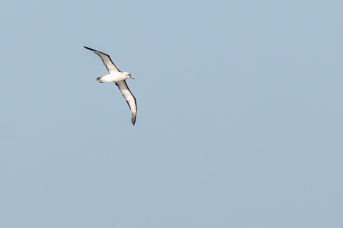 Atlantic Yellow-nosed Albatross - ML658085552