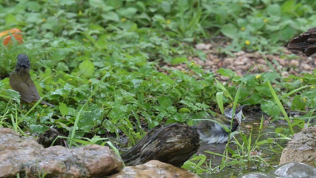 brunsideparula - ML658085561