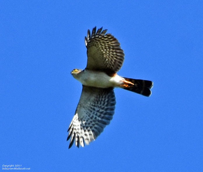 Sharp-shinned Hawk (Plain-breasted) - ML65808881