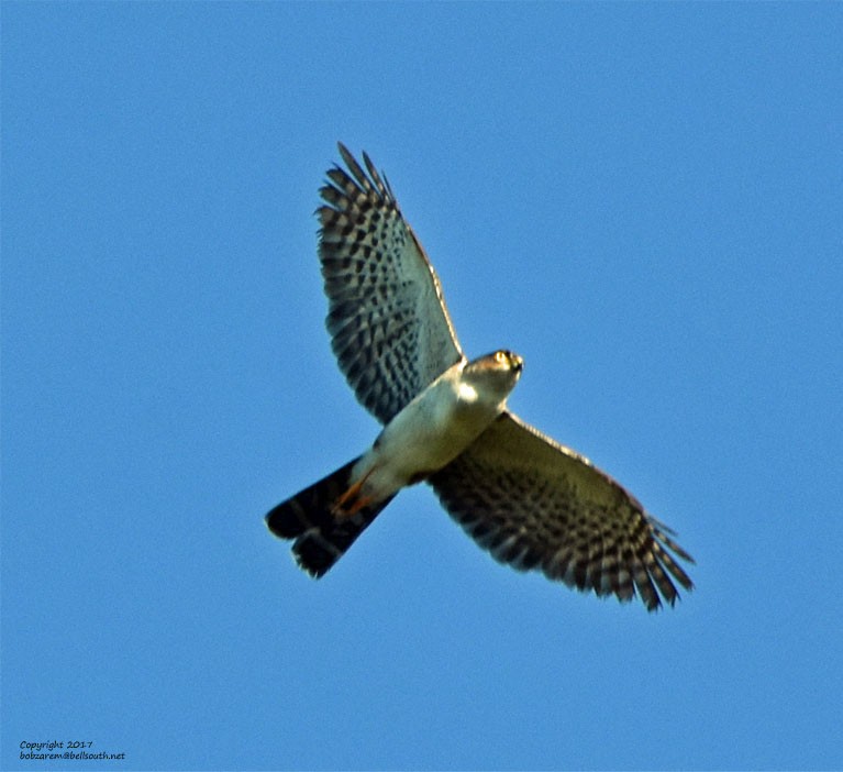 Sharp-shinned Hawk (Plain-breasted) - ML65808901