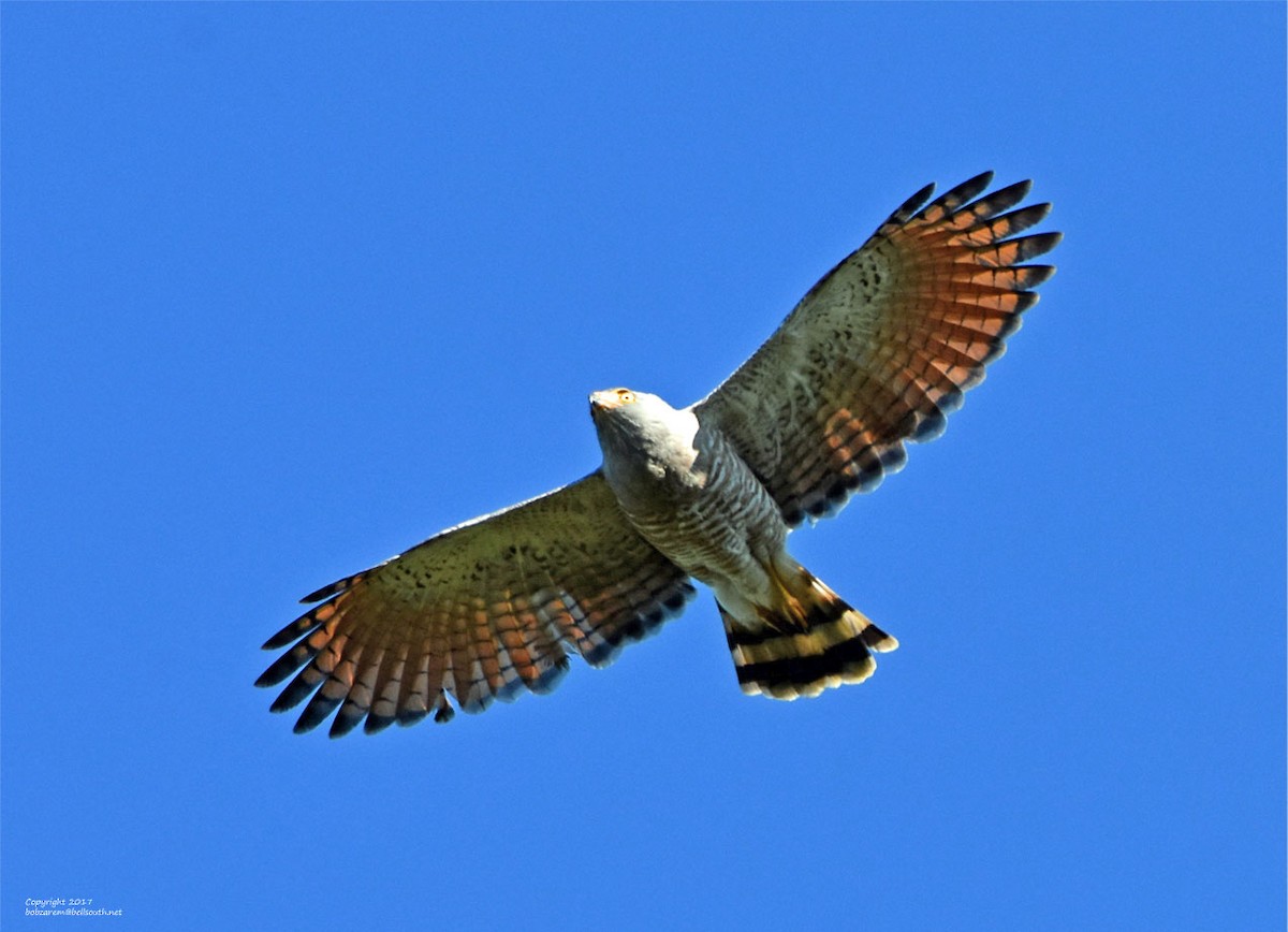 Roadside Hawk - ML65808921