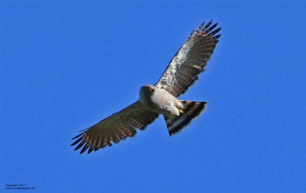 Roadside Hawk - ML65808951