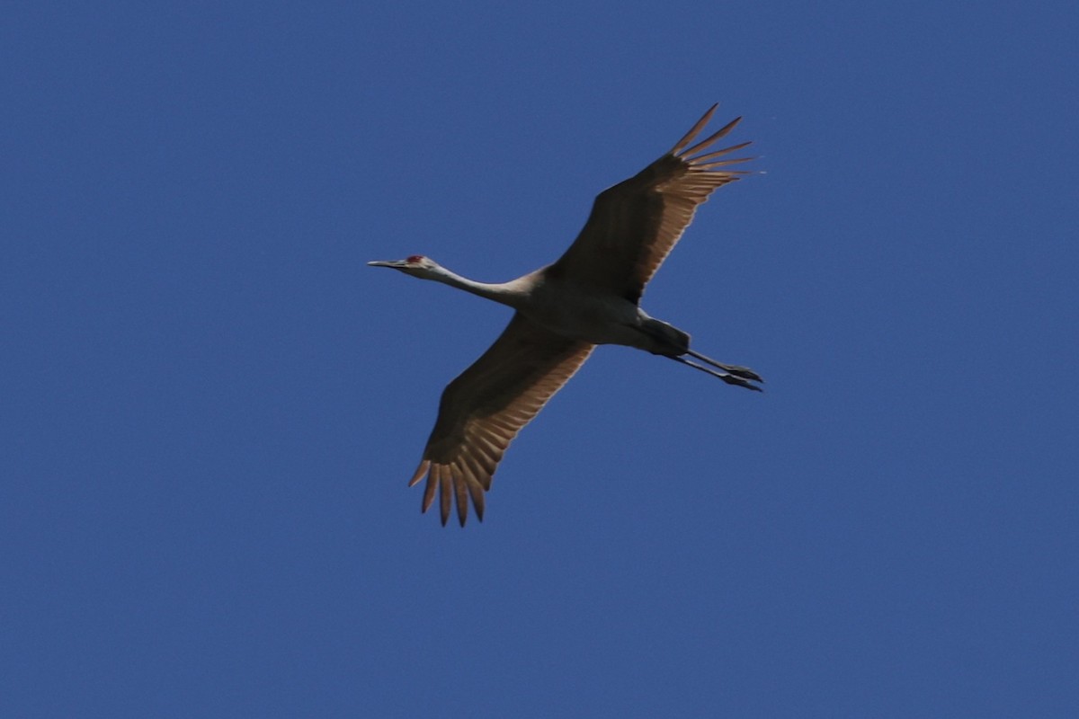 eBird Checklist - 19 May 2026 - Braddock Bay Park--Hawk Watch - 71 ...