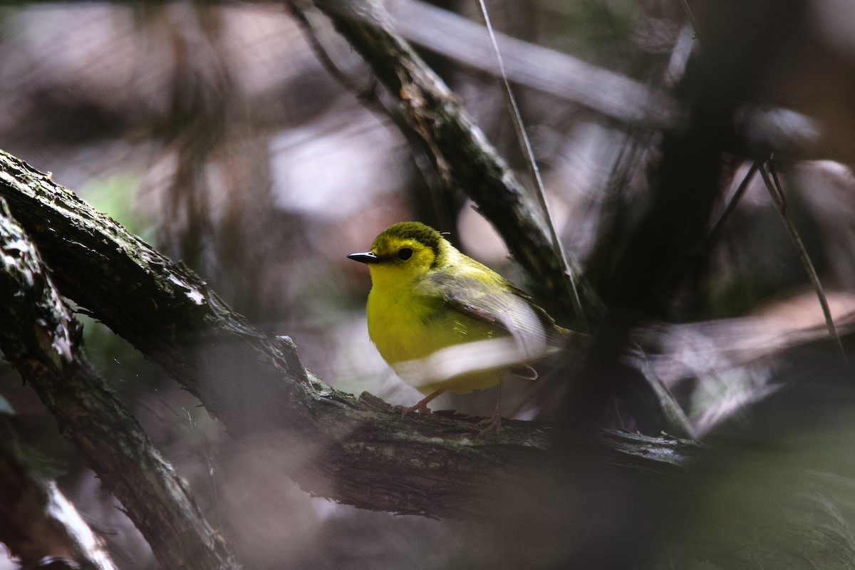Hooded Warbler - ML658093254