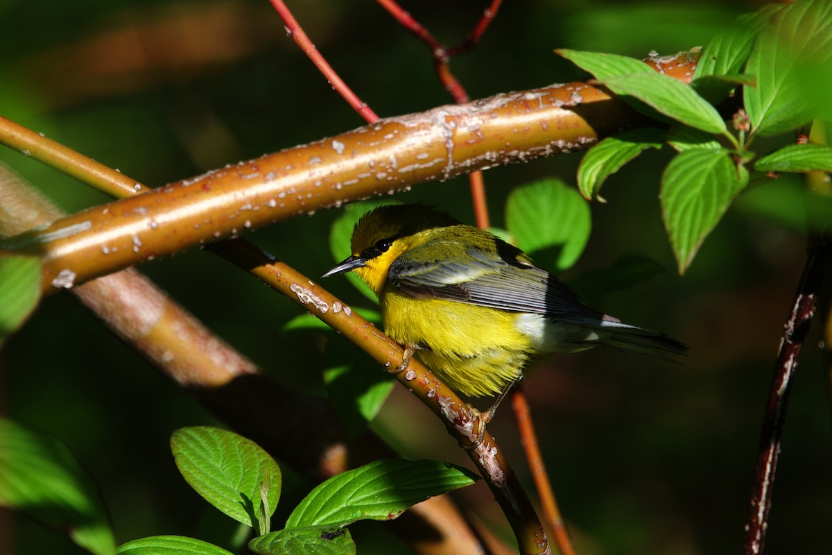 Blue-winged Warbler - ML658093906
