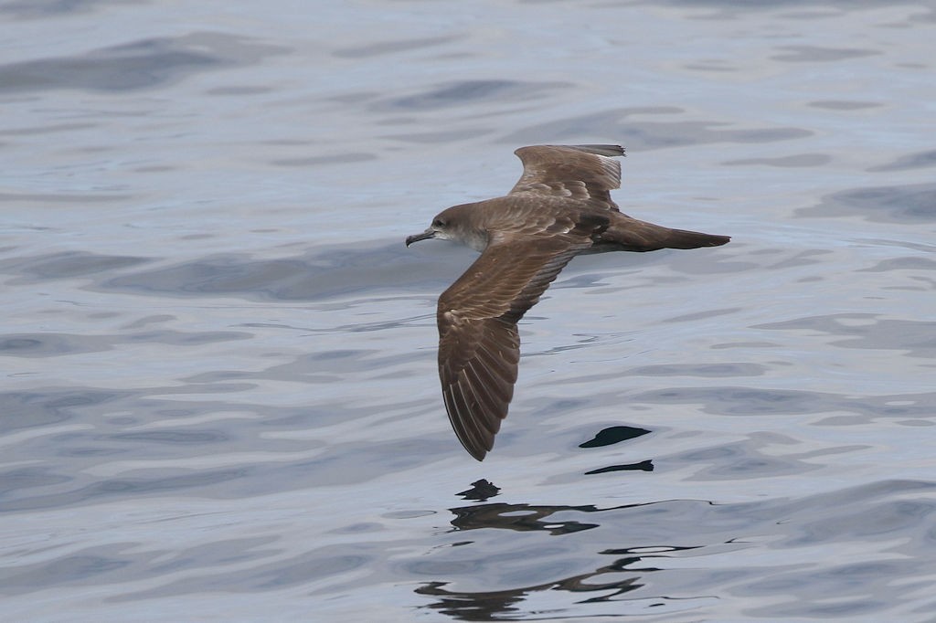 Wedge-tailed Shearwater - William Hull