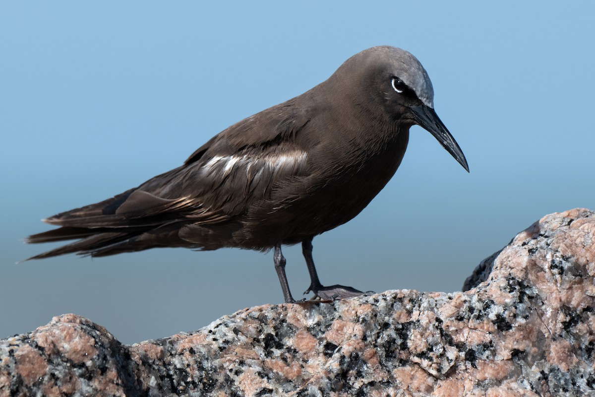 Brown Noddy - ML658094166