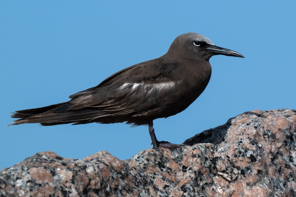Brown Noddy - ML658094171
