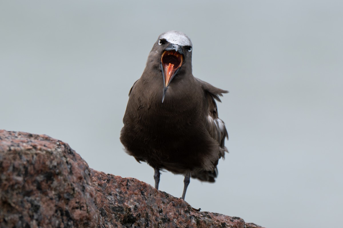 Brown Noddy - ML658094175