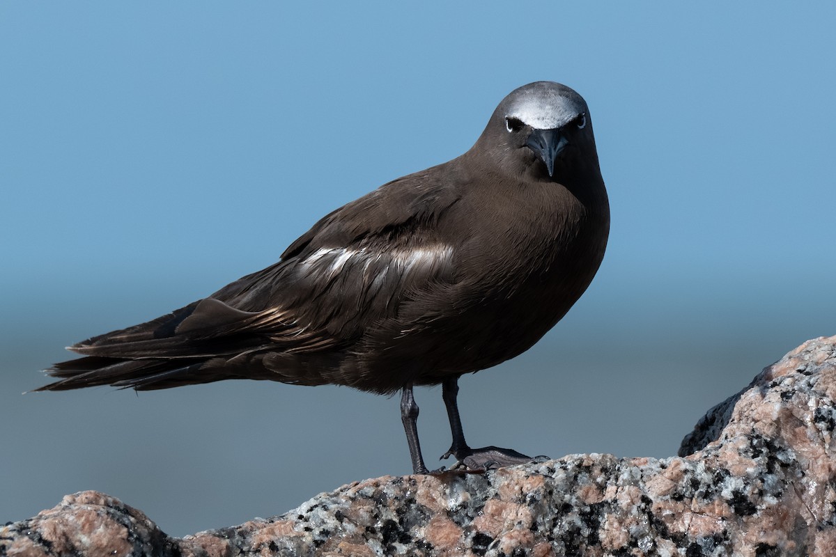 Brown Noddy - ML658094185