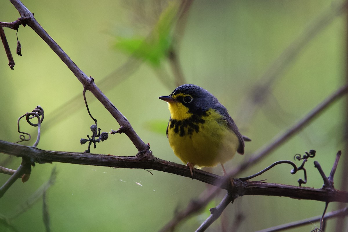 Canada Warbler - ML658094199