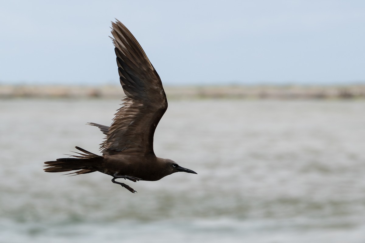 Brown Noddy - ML658094237