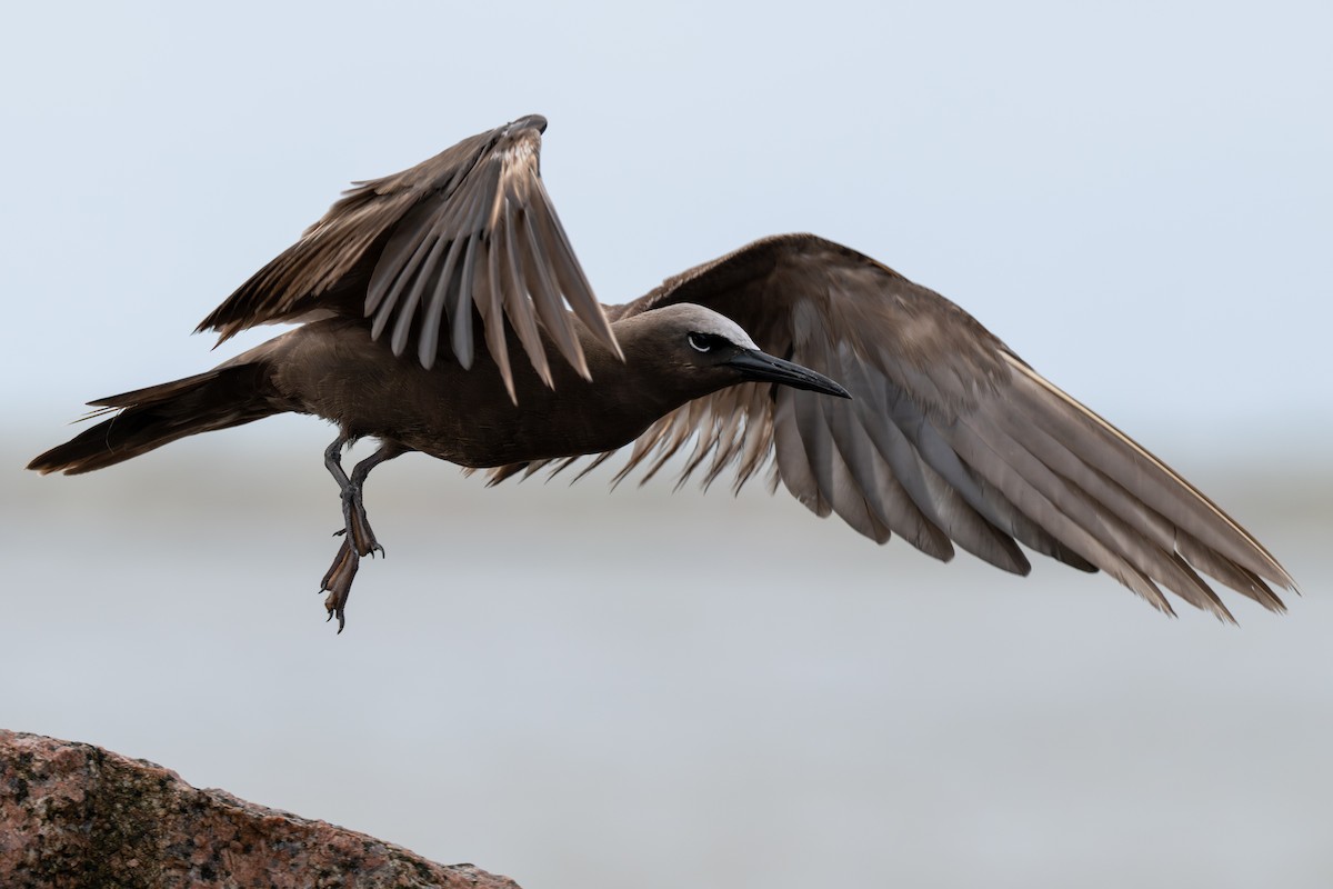Brown Noddy - ML658094267