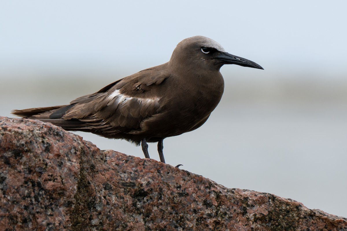 Brown Noddy - ML658094297