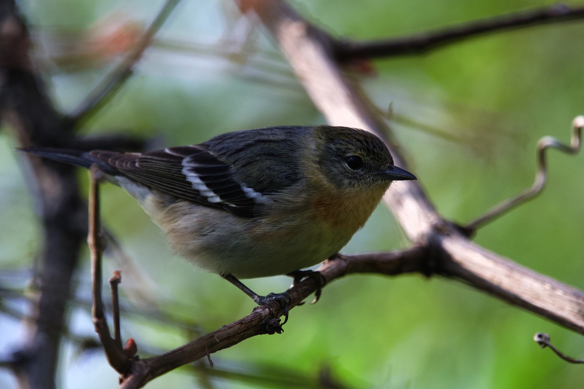 Bay-breasted Warbler - ML658094330