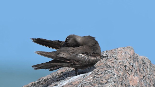 Brown Noddy - ML658094350