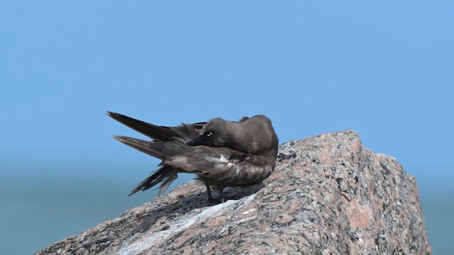 Brown Noddy - ML658094355