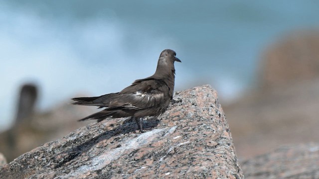 Brown Noddy - ML658094357