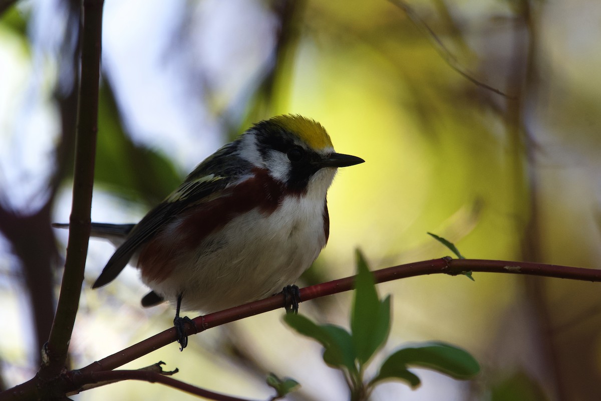 Chestnut-sided Warbler - ML658094576