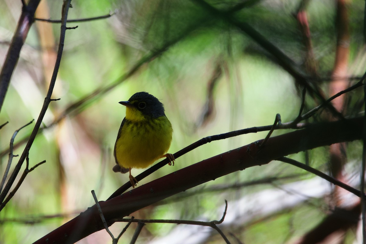 Canada Warbler - ML658094658