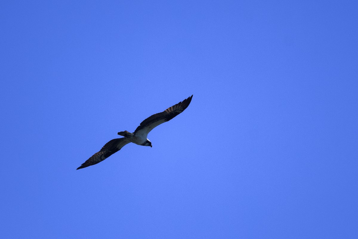 물수리 - ML658094855