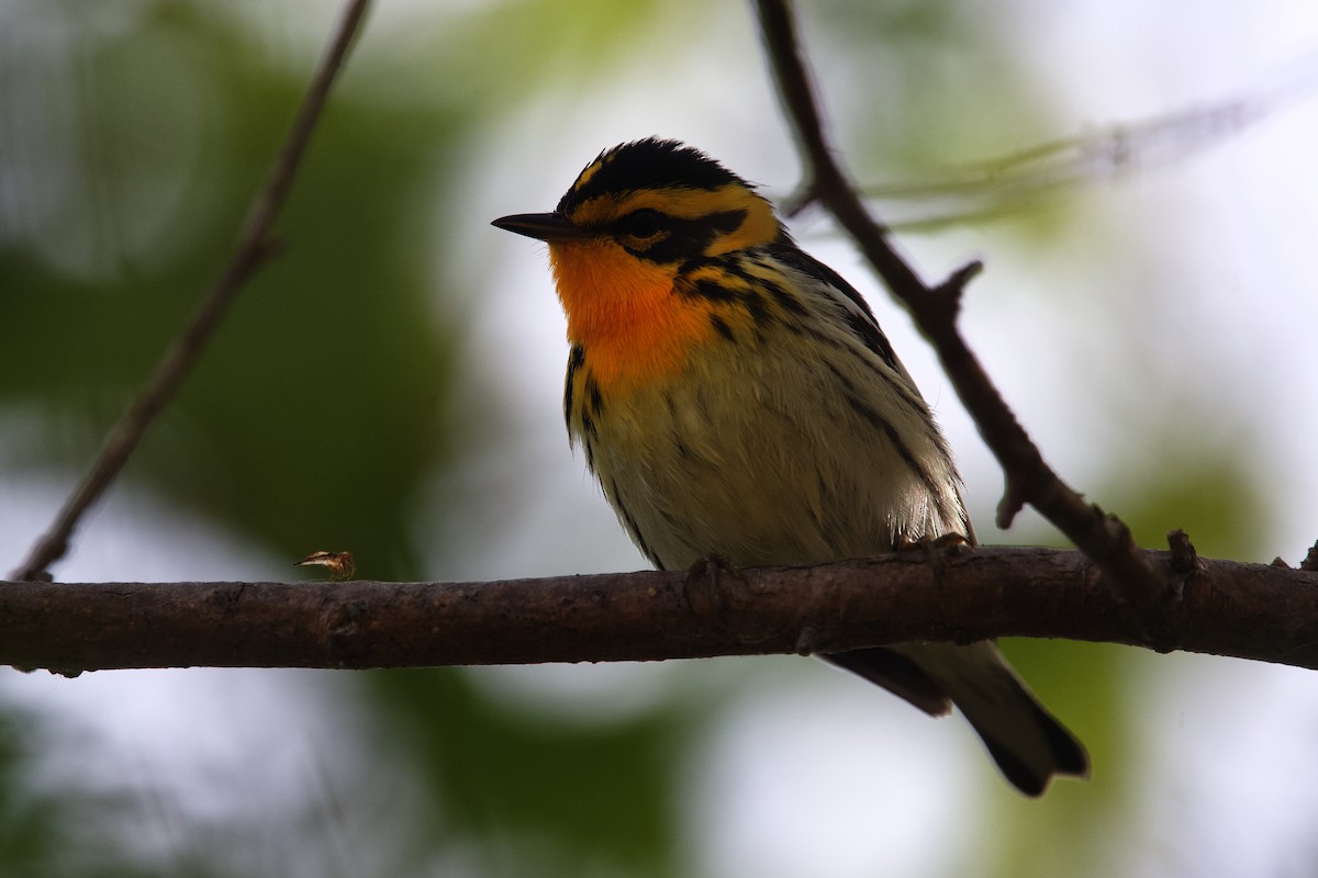 Blackburnian Warbler - ML658095099