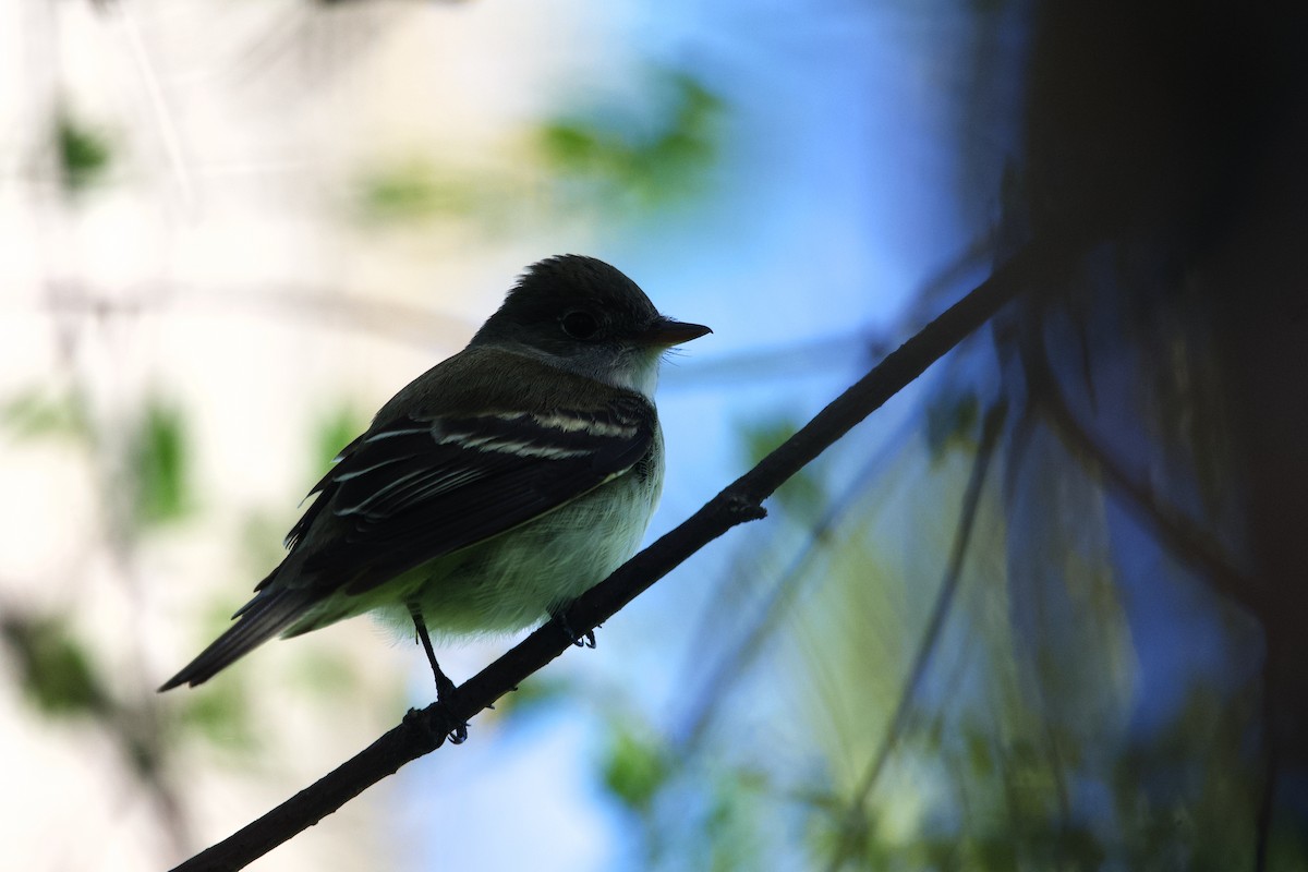 Alder Flycatcher - ML658095168