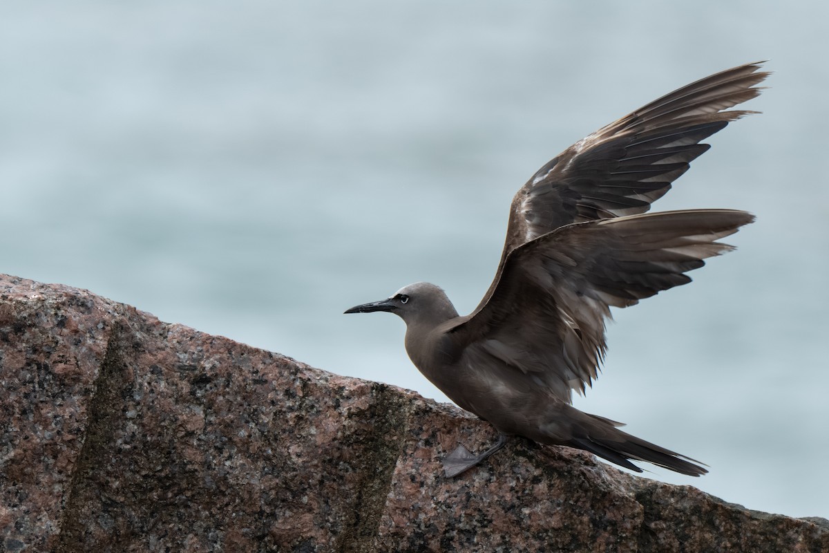 Brown Noddy - ML658095659