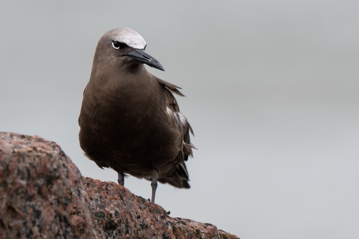 Brown Noddy - ML658095761