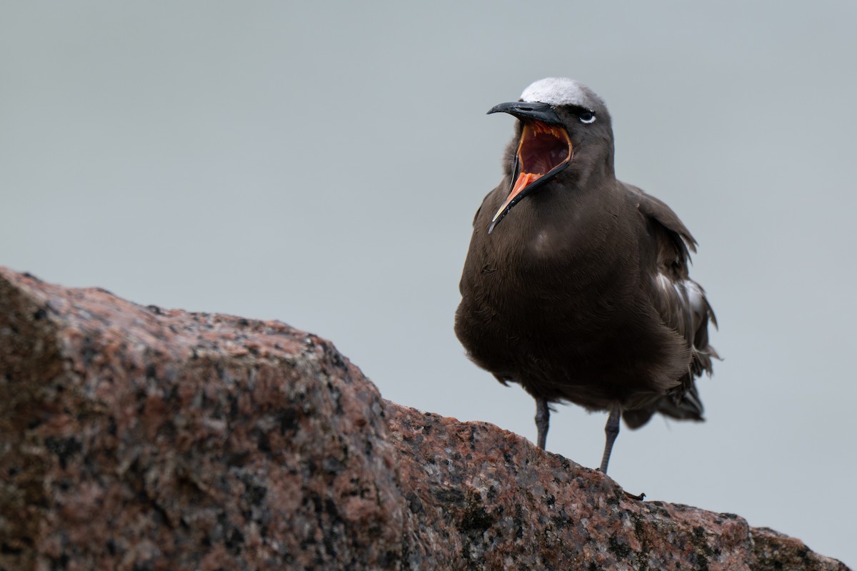 Brown Noddy - ML658095827
