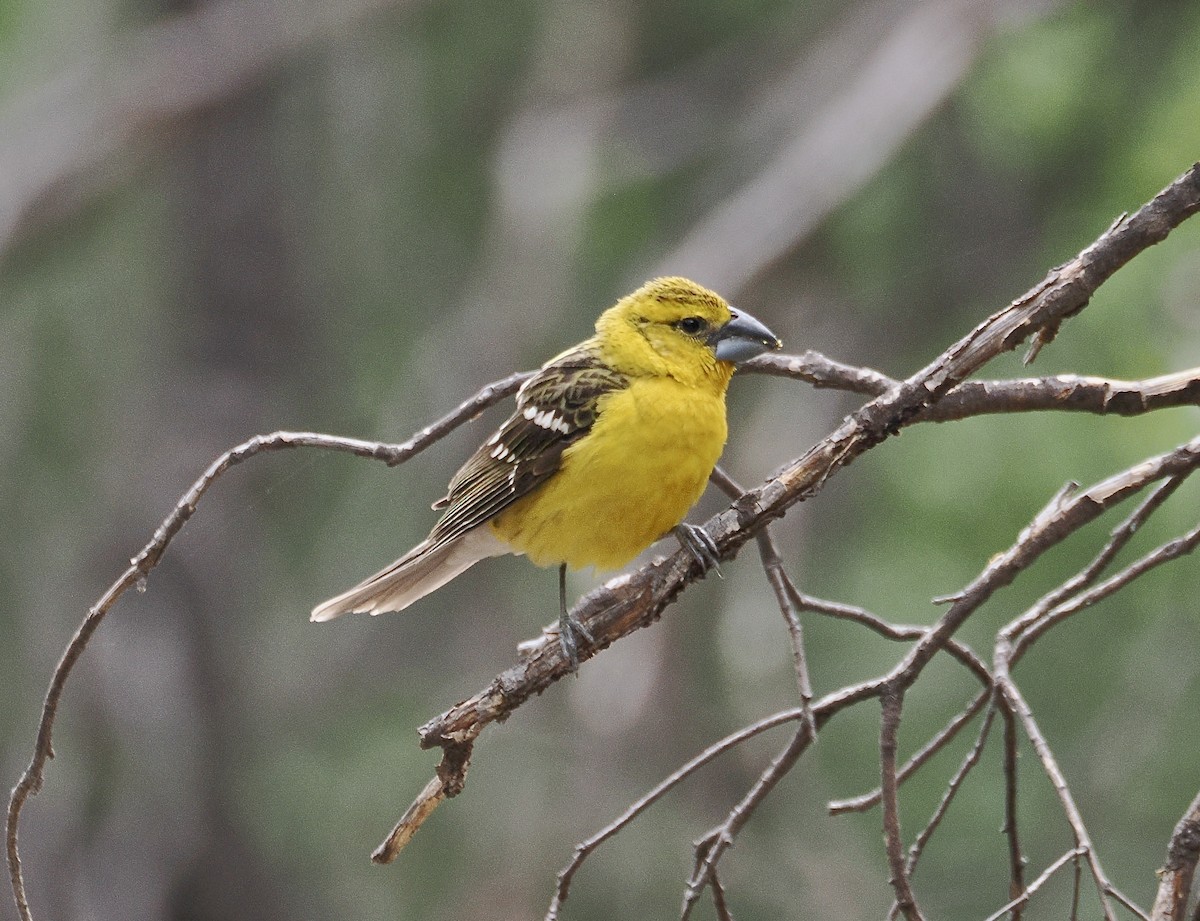 Yellow Grosbeak (Northern) - ML658095990