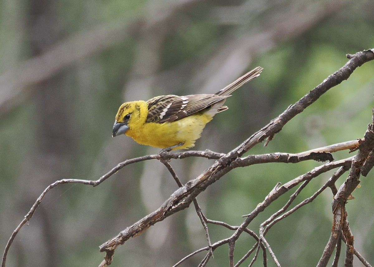 Yellow Grosbeak (Northern) - ML658095998