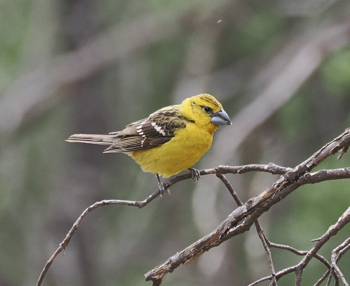 Yellow Grosbeak (Northern) - ML658096016
