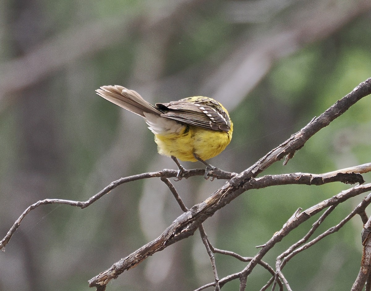 Yellow Grosbeak (Northern) - ML658096026