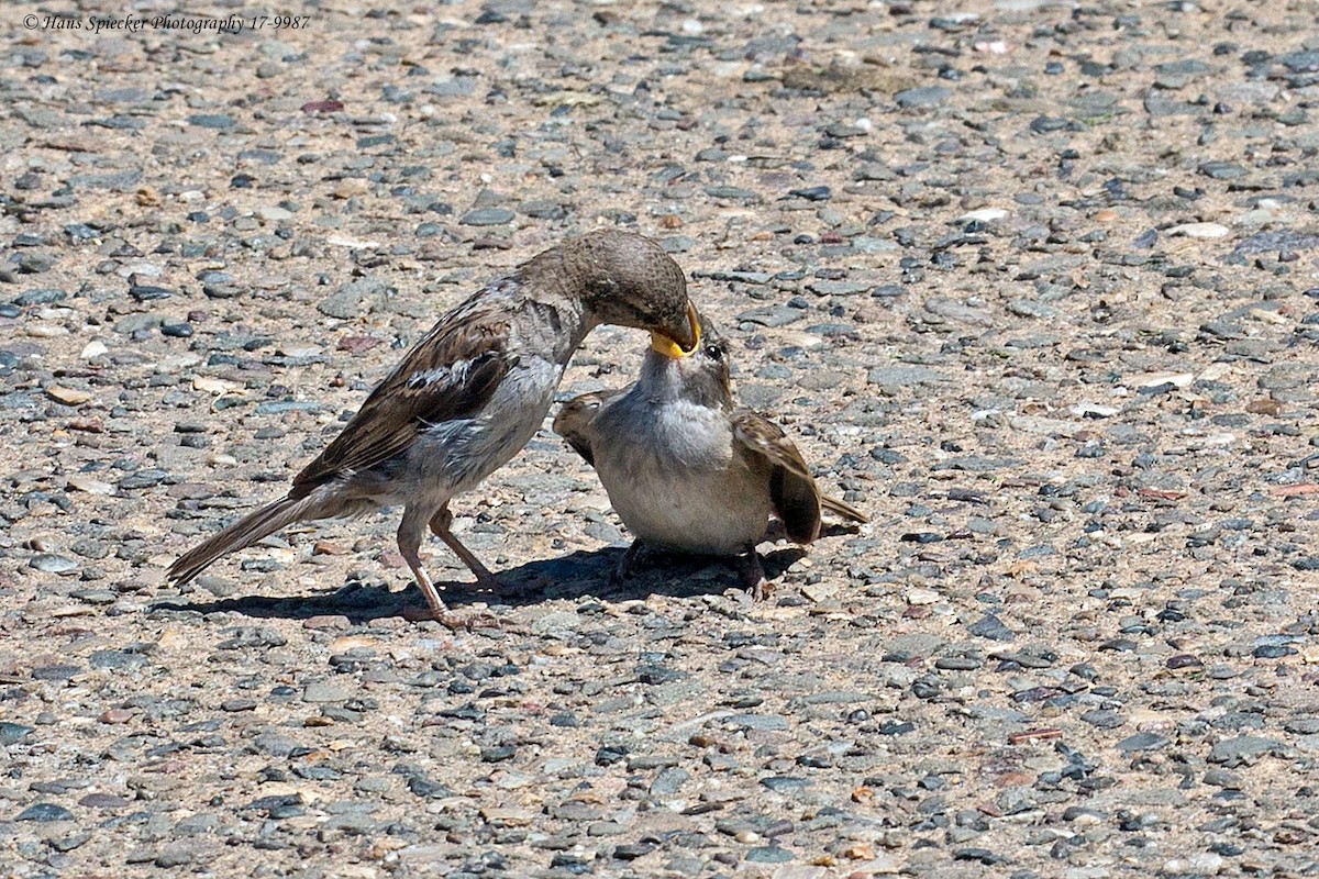 House Sparrow - ML65809671