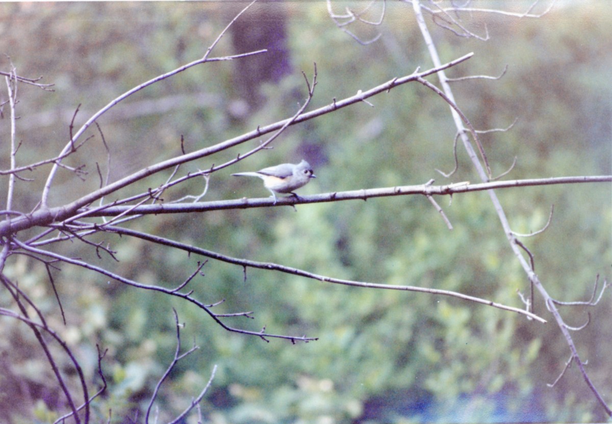 Tufted Titmouse - ML658097164