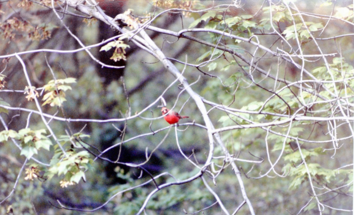 Northern Cardinal - ML658097178