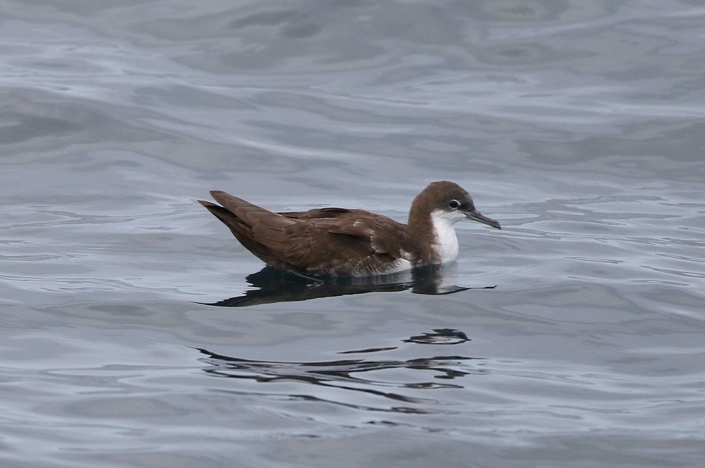 Galapagos Shearwater - William Hull