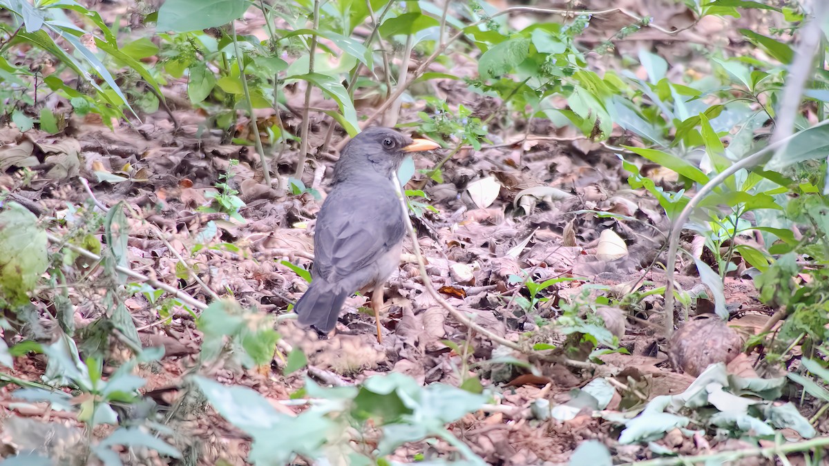 Karoo Thrush - ML658101740