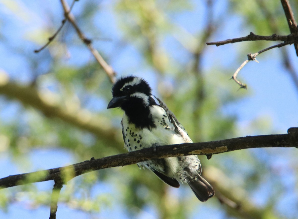 Spot-flanked Barbet - ML658104281