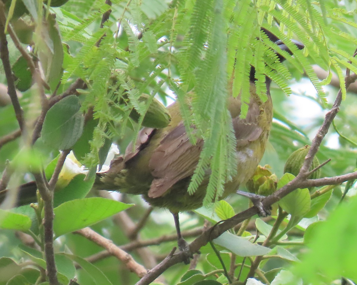 Crimson-collared Grosbeak - ML658104691