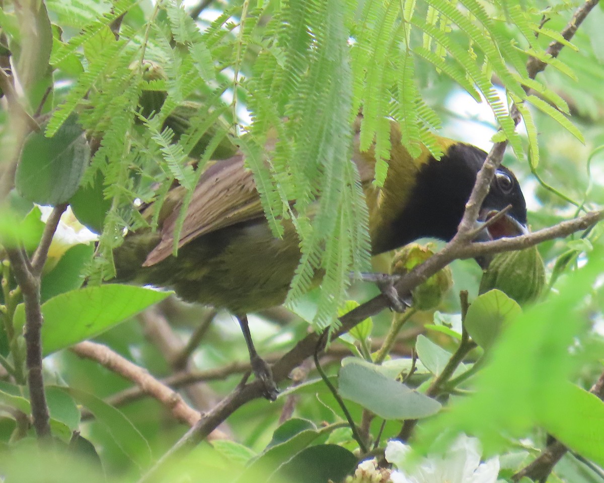 Crimson-collared Grosbeak - ML658104692