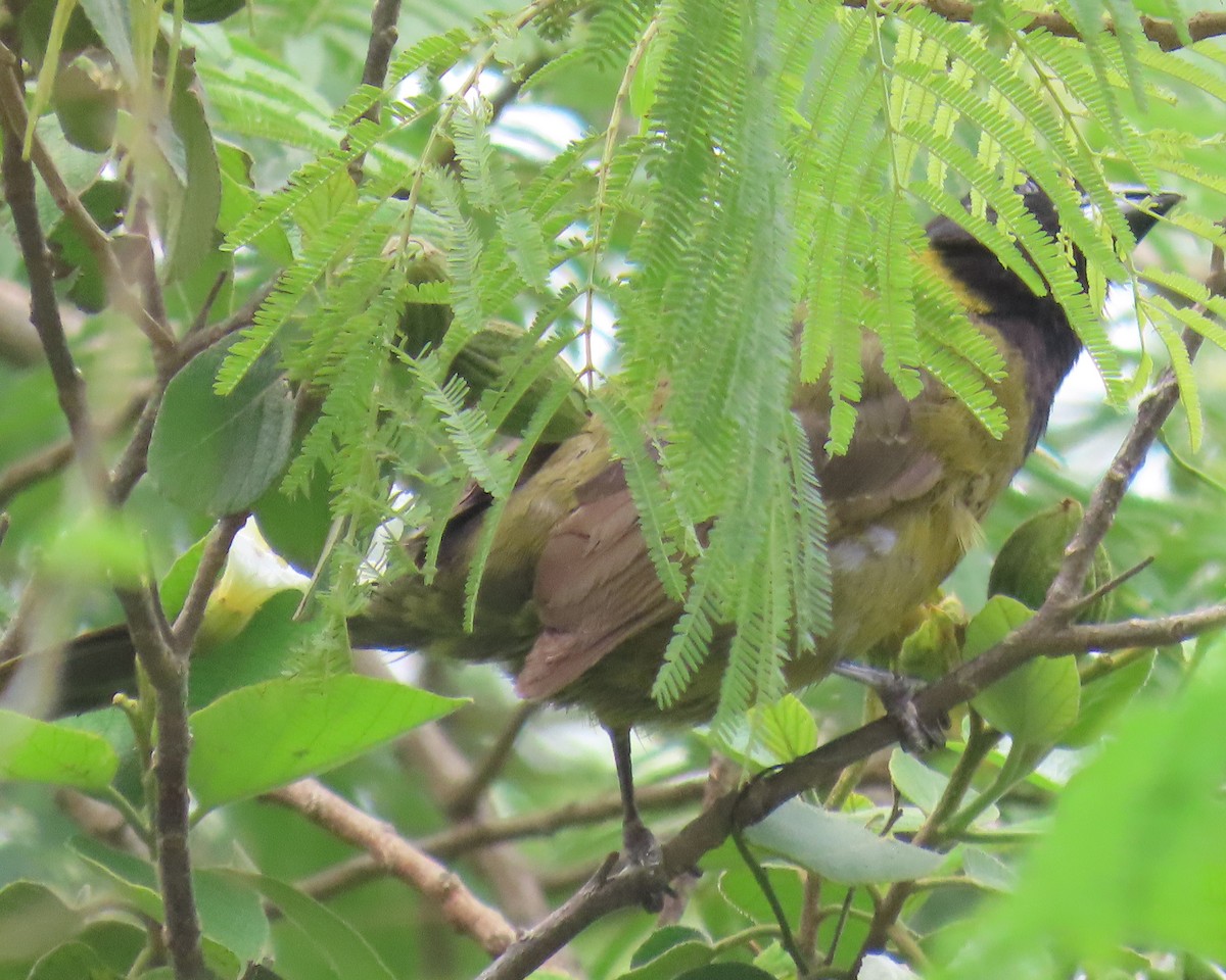Crimson-collared Grosbeak - ML658104694