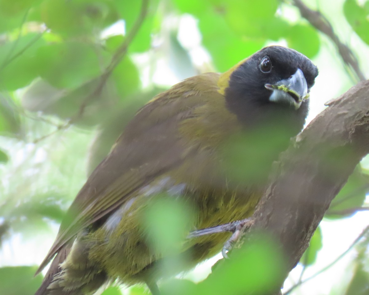 Crimson-collared Grosbeak - ML658104696