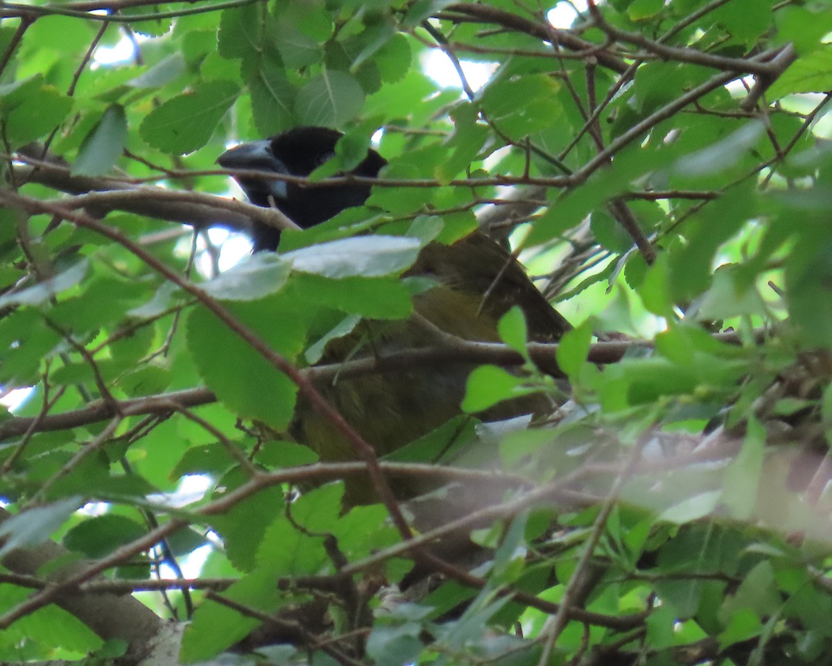 Crimson-collared Grosbeak - ML658104697