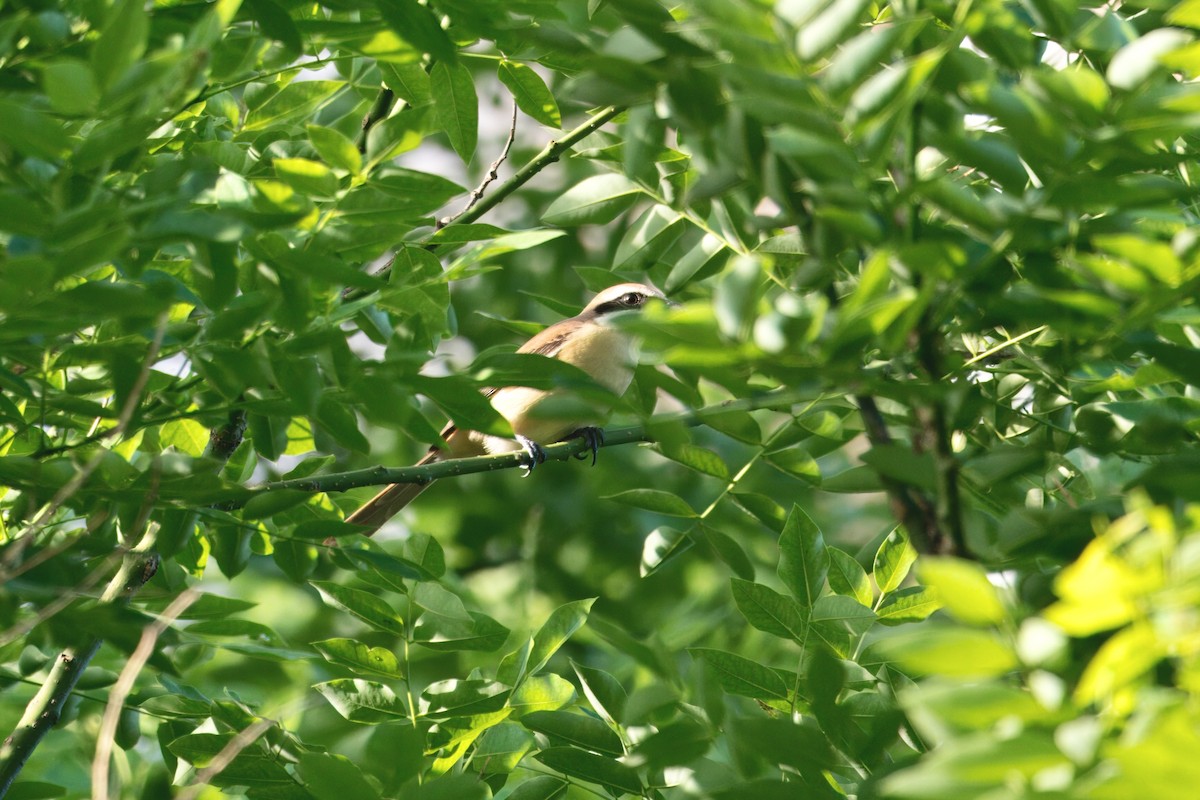 eBird Checklist - 22 May 2026 - 首都经济贸易大学 (Capital University of ...
