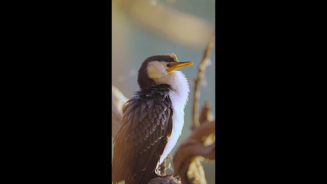 Little Pied Cormorant - ML658109694